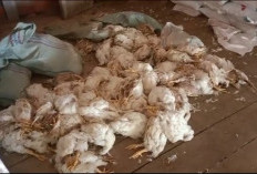 Pengusaha Ternak Ayam di Ogan Ilir Merugi, Ratusan Ayam Siap Panen Mati Gegara Listrik Padam 2 Hari