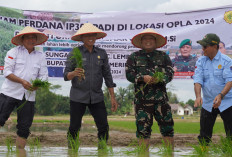 Lahan Pertanian di OKI Kian Produktif, Petani Terapkan Pola Tanam IP 300