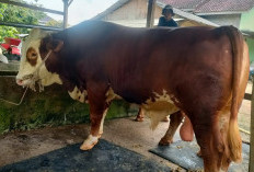 Presiden Prabowo Kirim Sapi Jumbo 'Boboho' untuk Kurban di Mesuji OKI