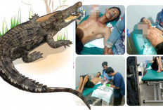 Diserang Buaya Muara, Tangan Kanan Herman Putus Saat Ambil Air di Kanal