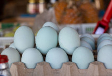 Tingkatkan Imunitas! 5 Manfaat Telur Bebek yang Jarang Diketahui