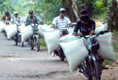 Sulit Penuhi Persyaratan Bulog, Petani OKI Beralih ke Tengkulak Lampung