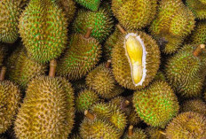 Musim Durian! Kenali Manfaat dan Bahayanya Jika Dikonsumsi Berlebihan