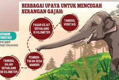 Gajah Liar Ancam Permukiman, Pemkab OKI Dorong Percepatan Tanggul 