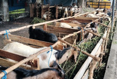 Jelang Iduladha, Penjualan Hewan Kurban di OKI Anjlok