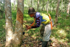 Harga Karet di Muratara Tembus Rp15.000 per Kilogram, Petani Sumringah