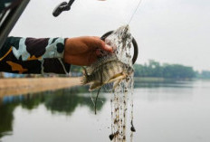 5 Umpan Pancing Termahal di Dunia, Bisa Tangkap Ikan apa saja?