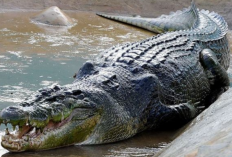 Buaya Besar Terekam di Sungai Komering, Warga Desa Belanti Takut Beraktivitas di Sekitar Sungai