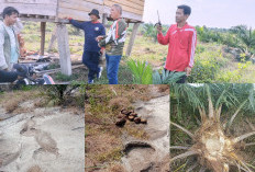 Teror Gajah Liar di Kabupaten Muratara, Kebun Warga Rusak Parah