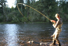 Mau Gacor Mancing Ikan Berarus Deras Berikut Ini, Ternyata Begini Caranya