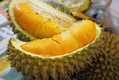 Benarkah Makan Durian Bisa Tingkatkan Kadar Kolesterol? Cek Faktanya Disini