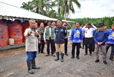 Petani Sawit di Mesuji Raya Panen Perdana dari Program PSR