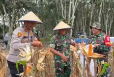 Bersama Petani, Kapolsek Lempuing Jaya Panen 800 Kg Jagung
