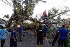 Pohon Tumbang Tutup Jalan Protokol Kayuagung, Damkar OKI Gerak Cepat