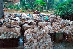 Petani Karet Lempuing Harapkan Kenaikan Harga di Awal Tahun 2025