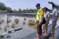 Terjebak Ditambak, Buaya Liar Sepanjang 4 Meter Ditangkap Sungai Menang