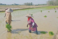 Program Optimalisasi Lahan 46 Ribu Hektar di OKI Hampir Rampung