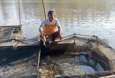 Musim Kemarau Ekstrem, Ikan Kerambah di OKI Mati Mendadak