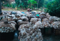 Awal Tahun 2025, Harga Karet di OKI Tembus Rp32.330 Per Kg