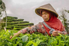 Bikin Petani Makin Untung, Ternyata Ini Trik Ampuh Agar Tanaman Cengkeh Bebas Hama dan Subur