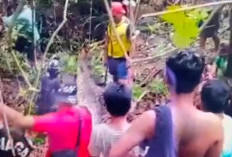 Heboh Detik-Detik Wanita Pekerja Kebun di Pinrang Meregang Nyawa Dimangsa Piton Raksasa