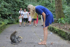 Heboh Digigit Monyet Hingga Disuntik Rabies Rp97, Bikin Turis Wanita Asal Australia Kapok ke Bali?