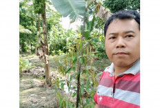 Lahan Kosong Jadi Produktif, Beragam Pisang Tumbuh Subur di Desa Ulak Kembang