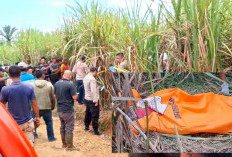 Gempar, Wanita Hamil 6 Bulan Ditemukan Meninggal di Kebun Tebu Ogan Ilir, Jasad Tertutup Daun Kering