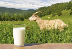 Segudang Manfaat Dari Susu Etawa, Alternatif Sehat dengan Kandungan yang Lebih Baik Dari Susu Sapi