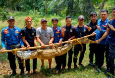 Musim Kemarau, Buaya Liar Sepanjang 3 Meter Masuk Kolam Ikan Warga di Musi Rawas