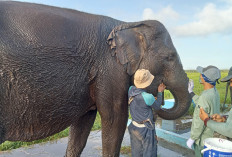 Cegah Kepunahan! Gajah Sumatera di Pusat Konservasi Padang Sugihan Dirawat Layaknya Manusia 