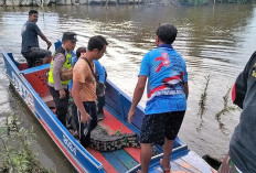 BKSDA Pindahkan Buaya Liar Hasil Tangkap Warga OKI ke Rawajitu Lampung