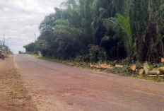 Pohon Raksasa di Jamantras OKI Roboh, Akses Jalan Tertutup Selama 30 Menit
