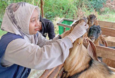 Disbunak Pastikan Hewan Kurban di OKI Sehat, Pedagang Mengeluh Sepi Pembeli