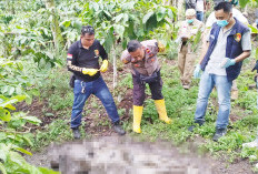 Penemuan Mayat di Kebun Kopi, Polres Lahat Ungkap Identitas dan Temukan Luka Mengarah ke Pembunuhan