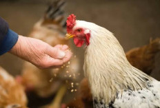 Demi Puaskan Nafsu Bejatnya, Remaja Asal Tasikmalaya Setubuhi Ratusan Ayam Hingga Sekarat