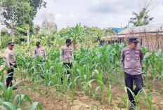 Dukung Ketahanan Pangan, Polsek Cengal Tanam Jagung di Lahan Kosong