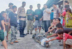 Terjebak di Kolam Pabrik Bihun, Buaya Sepanjang 3 Meter Ditangkap Warga