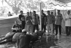 Pemotongan Hewan Kurban di Masjid Agung As Sholihin Kayuagung Berlangsung Dua Hari
