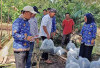 Budidaya Ikan Patin Dorong Ketahanan Pangan dan PAD Desa di SP Padang