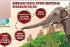 Gajah Liar Ancam Permukiman, Pemkab OKI Dorong Percepatan Tanggul 