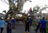 Pohon Tumbang Tutup Jalan Protokol Kayuagung, Damkar OKI Gerak Cepat