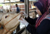 Hewan Kurban Mulai Dijual, Disbunnak OKI Intensifkan Pemeriksaan