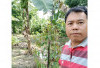 Lahan Kosong Jadi Produktif, Beragam Pisang Tumbuh Subur di Desa Ulak Kembang